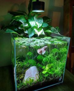 an aquarium filled with plants and rocks on top of a wooden table next to a lamp