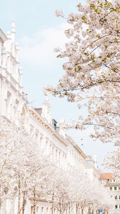 people are walking down the street in front of white buildings with cherry blossoms on them