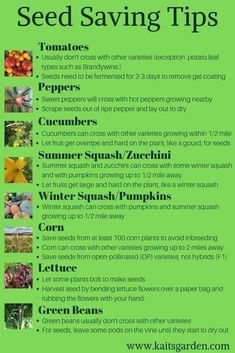 seed saving tips for the winter and spring months are shown in this green poster with text