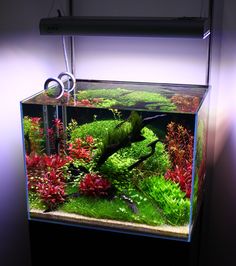 an aquarium filled with green and red plants