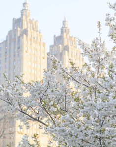 white flowers are blooming in front of tall buildings