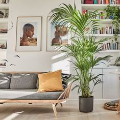 a living room filled with furniture and a potted plant in front of a bookshelf