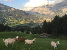 some goats are standing in the grass and mountains behind them, with houses on the other side