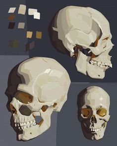 three different views of the same human skull