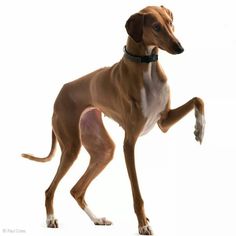 a brown and white dog standing on its hind legs