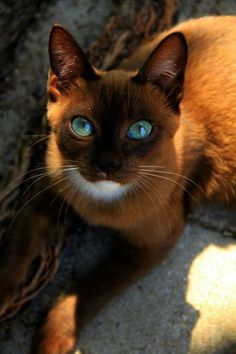 a siamese cat with blue eyes looking up