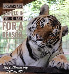 a tiger sitting on top of a wooden table next to a caged in area