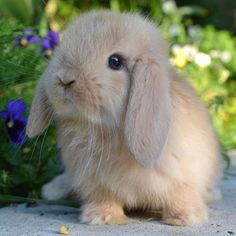 a small rabbit sitting next to some flowers