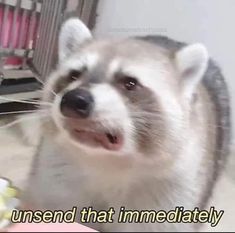 a raccoon is looking at the camera and has its mouth open while standing in front of a cage