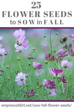 purple flowers with the words 25 flower seeds to sow in fall written below it