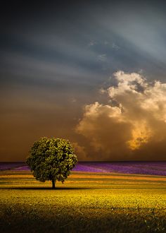 a lone tree stands in the middle of a field as the sun shines through clouds