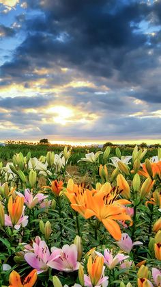 a field full of flowers under a cloudy sky