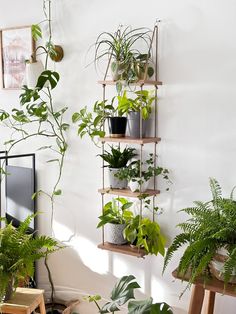 a living room filled with lots of plants and potted plants on top of wooden shelves