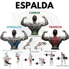 an image of the back muscles and their corresponding positions in spanish language, with instructions for each