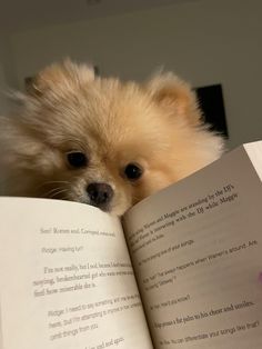 a small dog is reading a book with its head sticking out from it's open pages