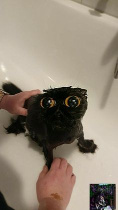 a person is washing an owl in a bathtub with their hands on the sink