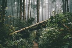 a fallen tree in the middle of a forest