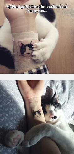 two pictures with cats on their feet and one has the caption that says, my friend got tattoos of her best friend and the approvals