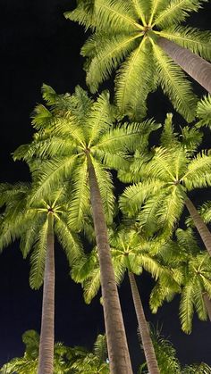 the palm trees are reaching up into the night sky with their tops turned upside down