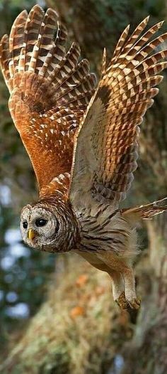 an owl flying through the air with its wings spread