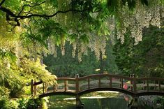 a bridge over a pond in a park with flowers hanging from the trees above it