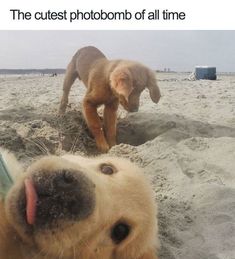 a dog is playing in the sand at the beach with his owner's hand