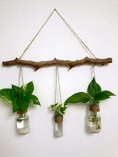 three glass jars with plants hanging from them