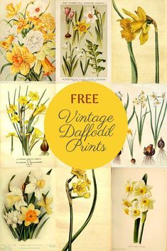 vintage daffodils from the early 1900's are featured in this page