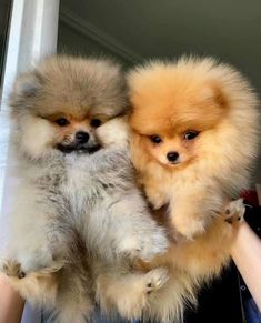 two small dogs sitting on top of each other in someone's arms and one is holding it up