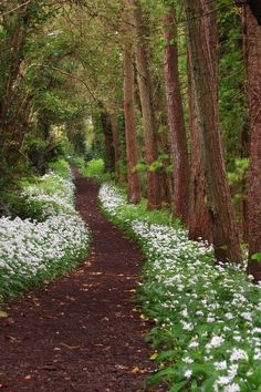 an image of a path in the woods with flowers growing on it and a quote about nature