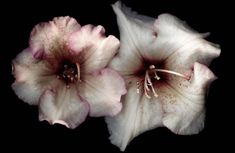 two white and pink flowers on a black background