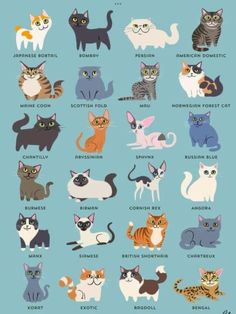 an image of cats in different colors and sizes on a blue background with words written below