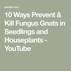 the words 10 ways prevent & kill funguss in seedlings and houseplants - youtube