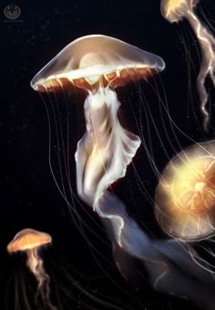 some jellyfish are swimming in the water