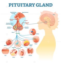 the pituitary glaud diagram with different areas and their corresponding parts to it