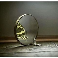 a mirror with a butterfly on it and a small insect in the reflection behind it