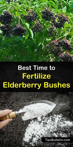 the best time to fertiilze elderberry bushes is now available for purchase