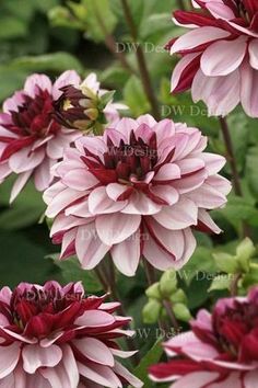 pink and red flowers with green leaves in the background