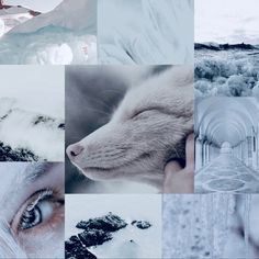 a collage of pictures with an animal in it's eyes and snow on the ground