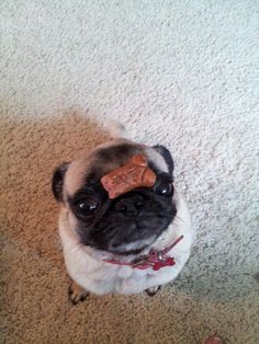 a small pug dog with a bone in it's ear sitting on the floor