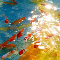 many goldfish swimming in a pool with sun shining through the water's reflection