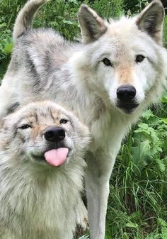 two white wolfs standing next to each other in the grass with their tongue hanging out