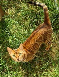 a cat standing in the grass looking up
