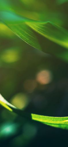 a close up view of some green plants leaves and blurry light in the background