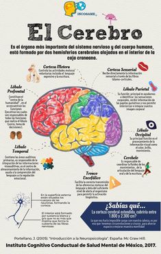 a poster with the words el cerebro in spanish and an image of a human brain