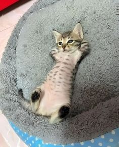 a small kitten laying on its back in a cat bed with it's paws up