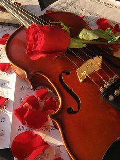 a violin and rose on sheet music