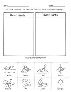 plant parts worksheet with pictures to help students learn how to write and draw