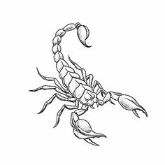 a black and white drawing of a scorpion
