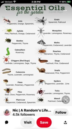 an iphone screen showing the different types of bugs